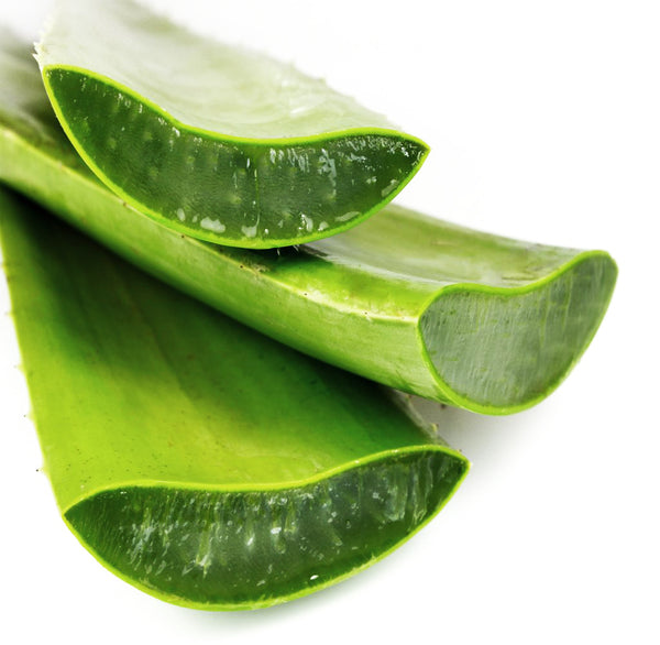 In the lab with Aloe Vera  - Nourish London