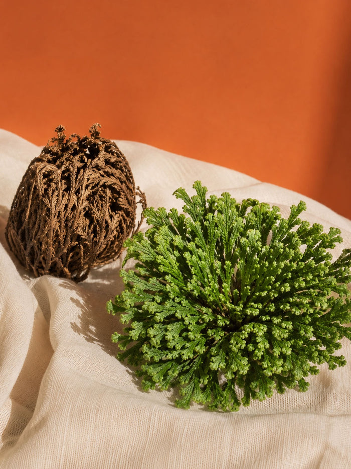 Rose of Jericho