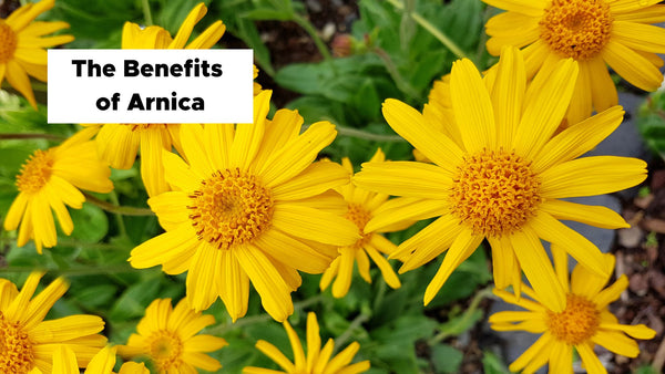 The Benefits of Arnica