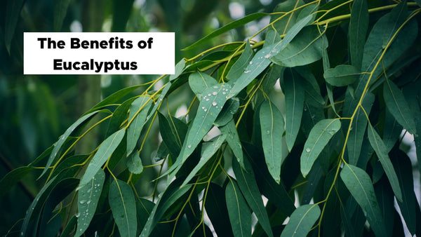 The Benefits of Eucalyptus